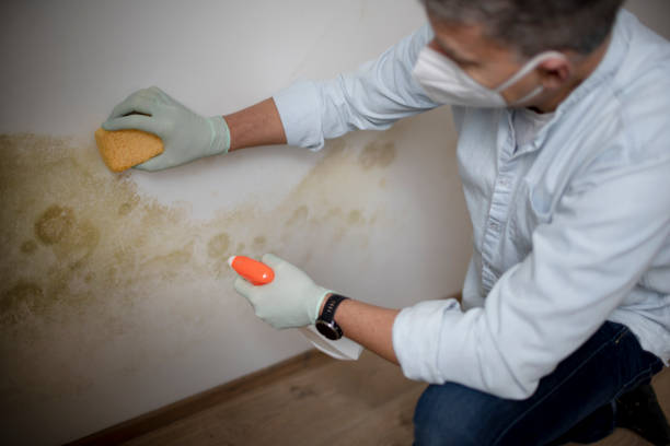 Best Attic Mold Remediation in Halesite, NY