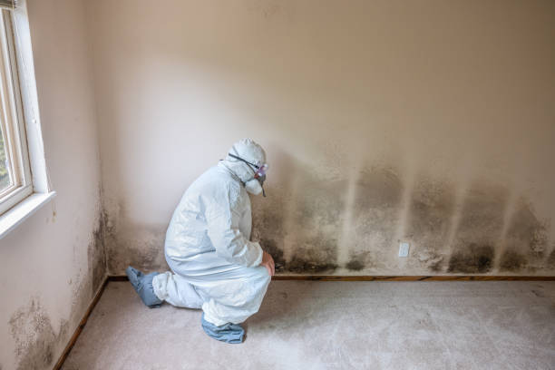 Best Mold Testing and Inspection Services in Halesite, NY