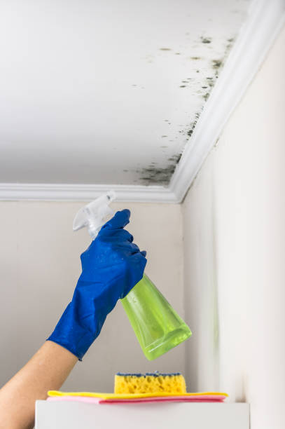 Best HVAC Mold Remediation in Halesite, NY